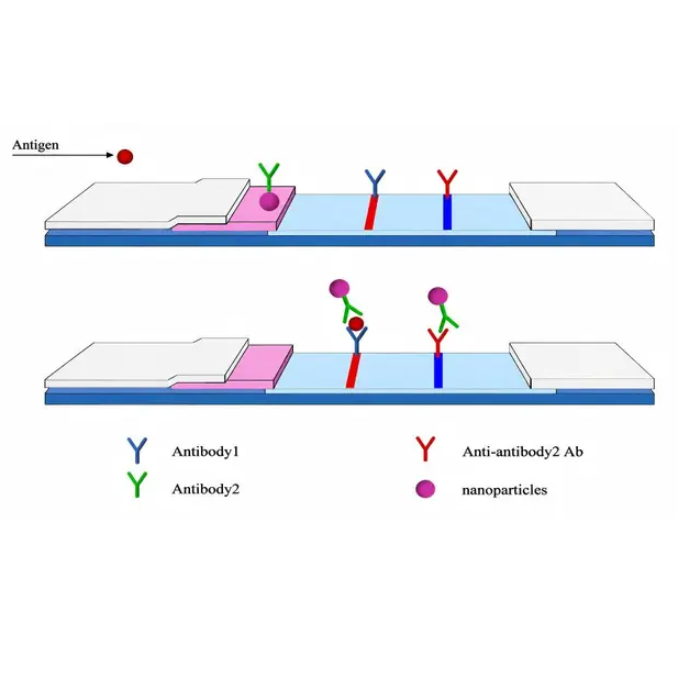 hCG biomarker felismerés